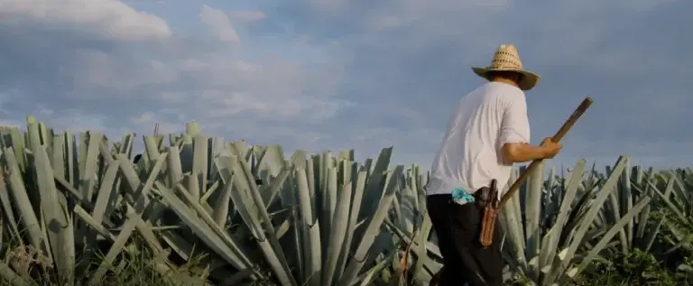 Puebla triunfa en el Concurso Nacional México Selection 2025
