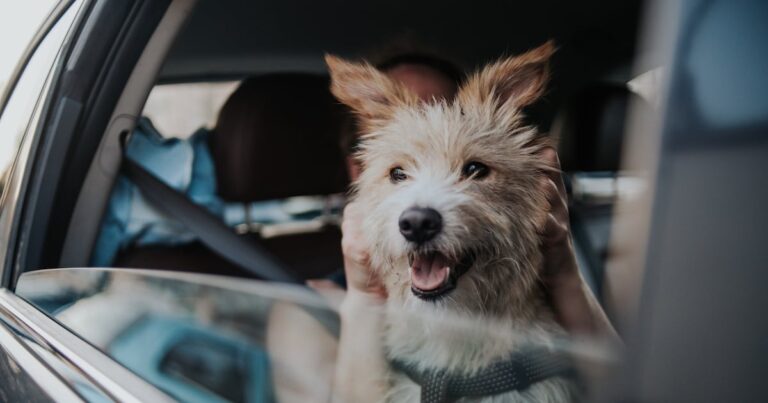 Puebla sanciona hasta con mil 400 pesos a conductores que transporten mascotas de forma insegura