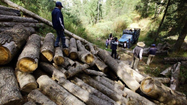 Corrupción y colusión permiten que la tala ilegal devaste los bosques de Puebla