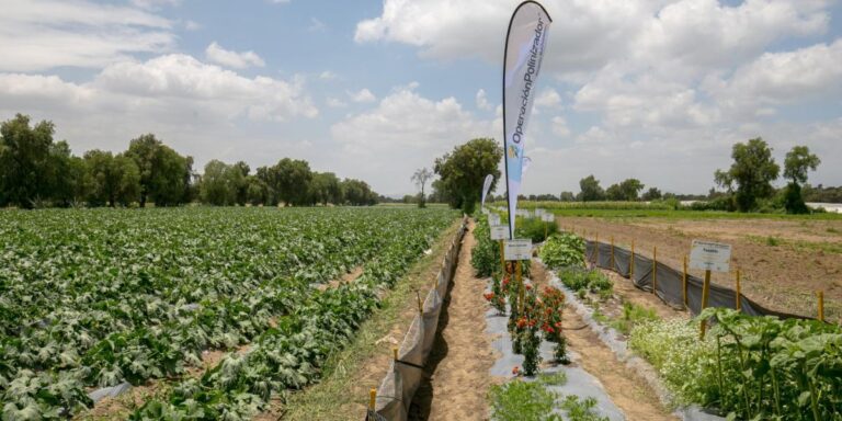 Gobierno de Puebla beneficia a más de 2 mil productores agrícolas con fertilizante y registros de marca