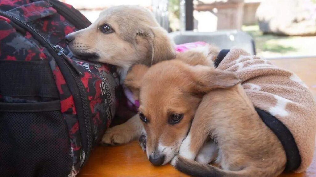 Perros y gatos rescatados disponibles para adopción en el programa del Gobierno de Puebla