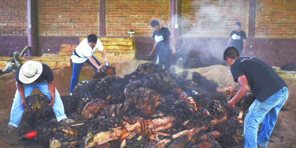 Plantación de agave mezcalero en las sierras de Puebla, donde 118 municipios producen mezcal con Denominación de Origen