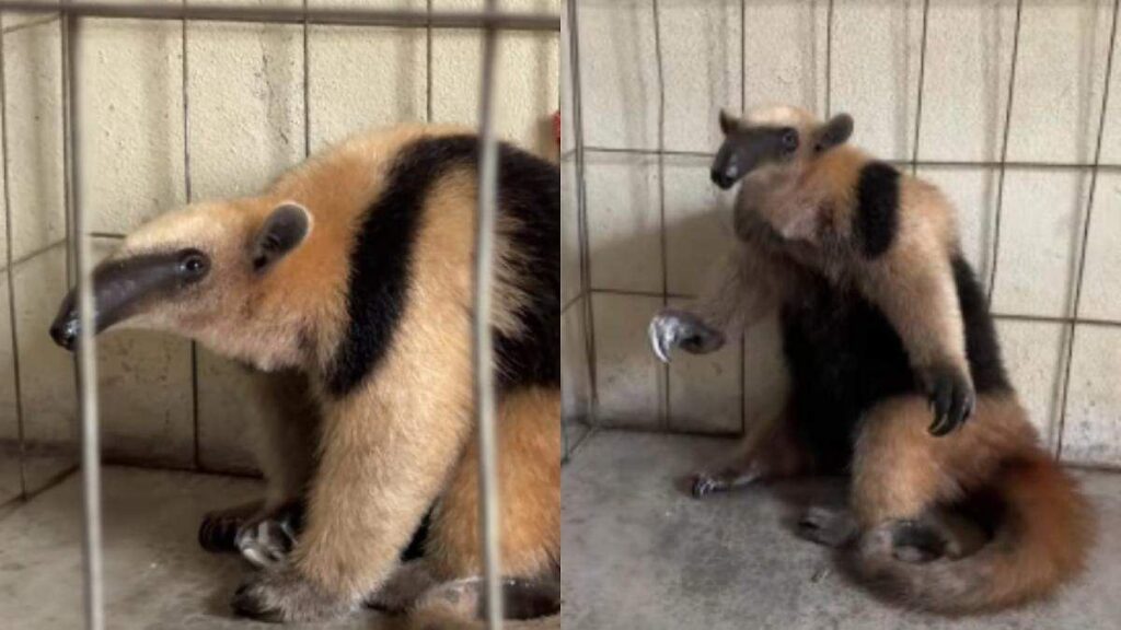 Oso hormiguero rescatado en Cuetzalan tras intento de captura ilegal en la comunidad de Quezapan