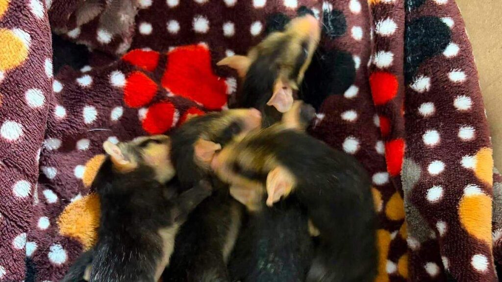 Tlacuache hembra agredida en San Pedro Acoquiaco, Tehuacán; rescatan seis crías de su marsupio