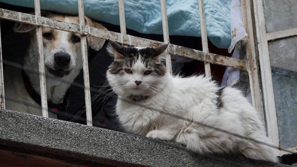 Campaña de esterilización canina y felina en San Martín Texmelucan, Puebla