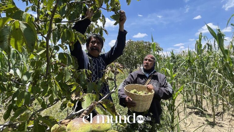 Nuez de Castilla de Yancuitlalpan llega a EU: kilo hasta $700