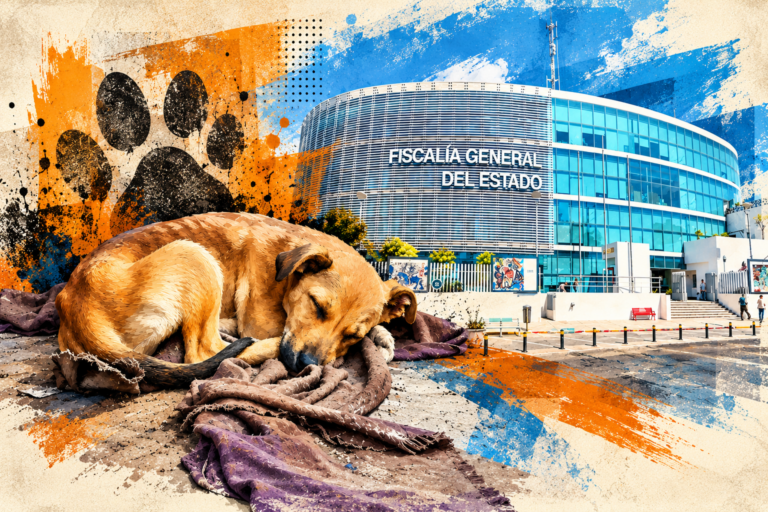 Puebla crea una coordinación especializada para investigar delitos de crueldad animal Arte de la fachada de la Fiscalía General del Estado de Puebla y un perro callejero.